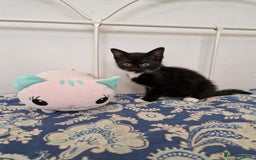 Mixed Breed cats for sale: Last kitty for sale!  - Advert 29