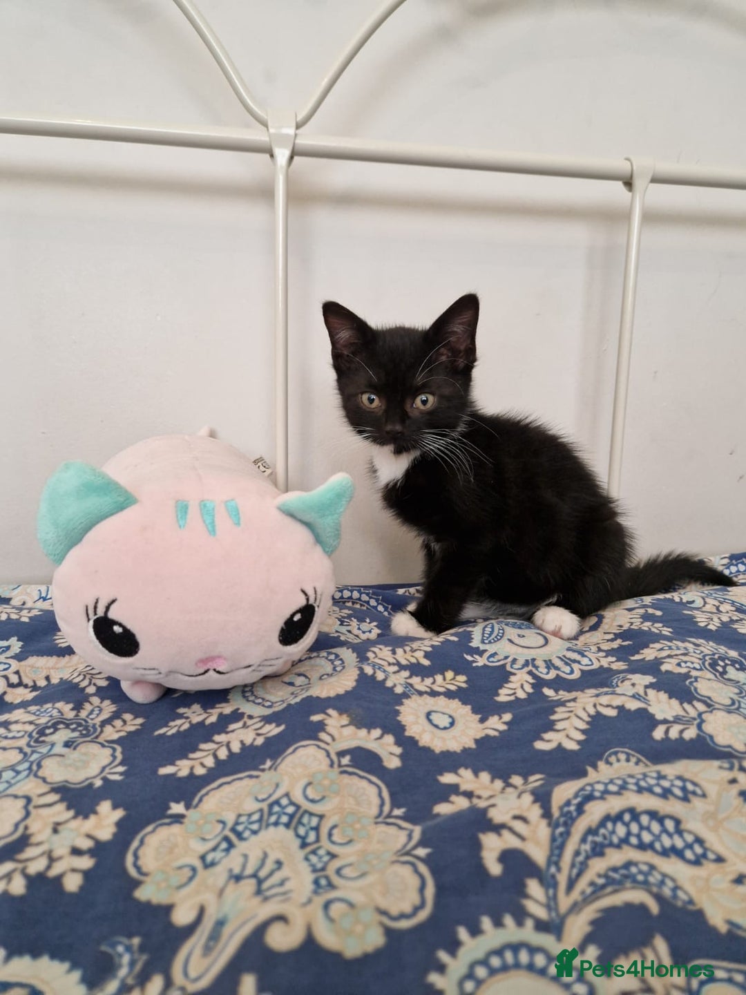 Mixed Breed cats for sale: Last kitty for sale!  - Advert 29