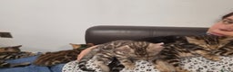 Bengal cats for sale: Last stunning Blue pure bengal kitten available! - Advert 16