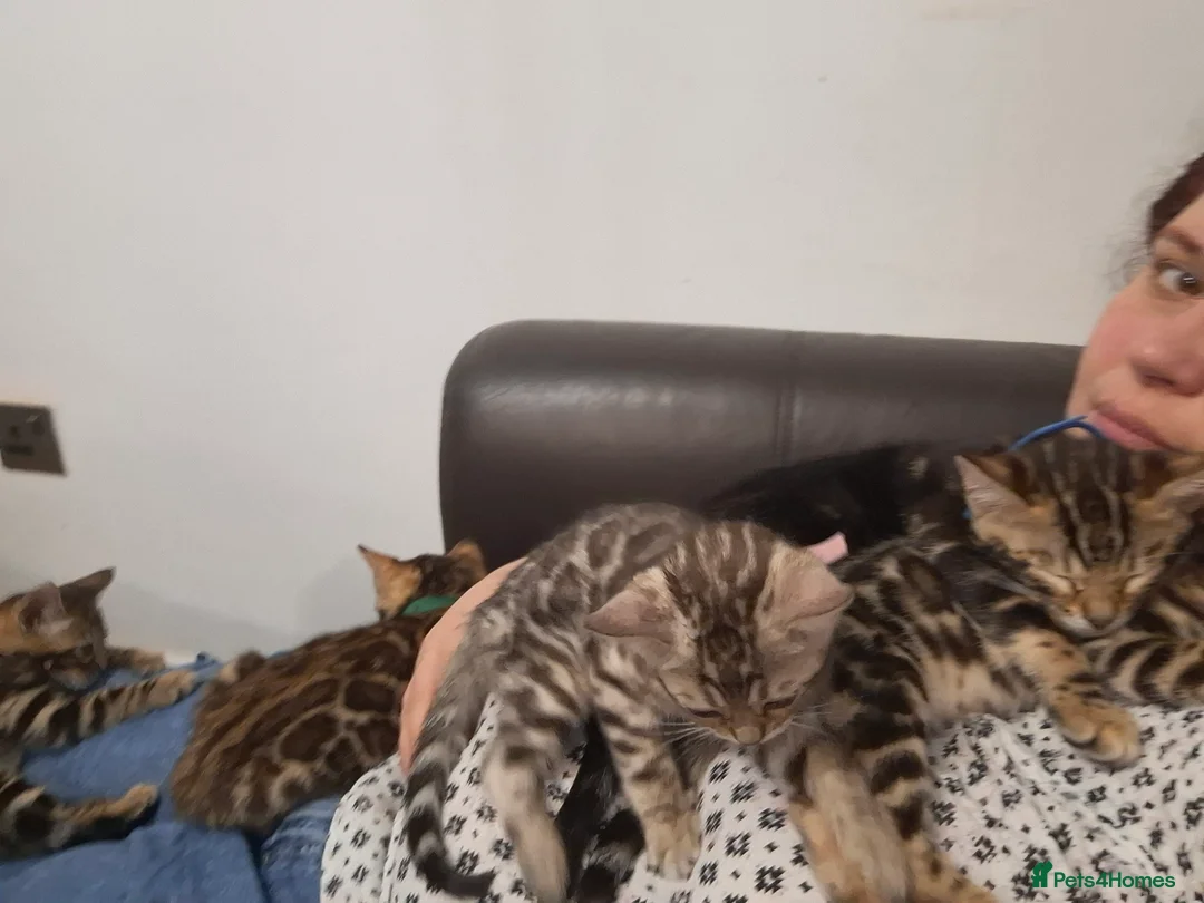 Bengal cats for sale: Stunning Blue pure bengal kittens - Advert 16