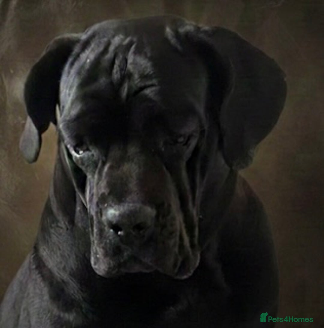 Cane Corso dogs for sale: Champion bred cane corso due 2026 - Advert 4