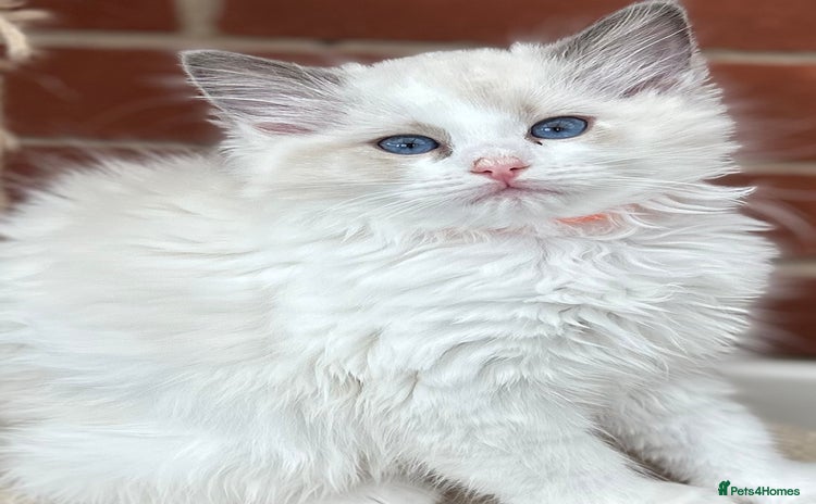 Ragdoll cats - Advert 5