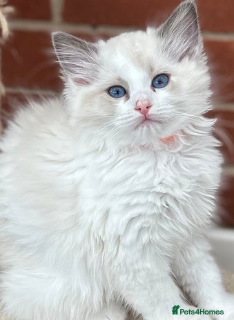 Ragdoll cats - Advert 6