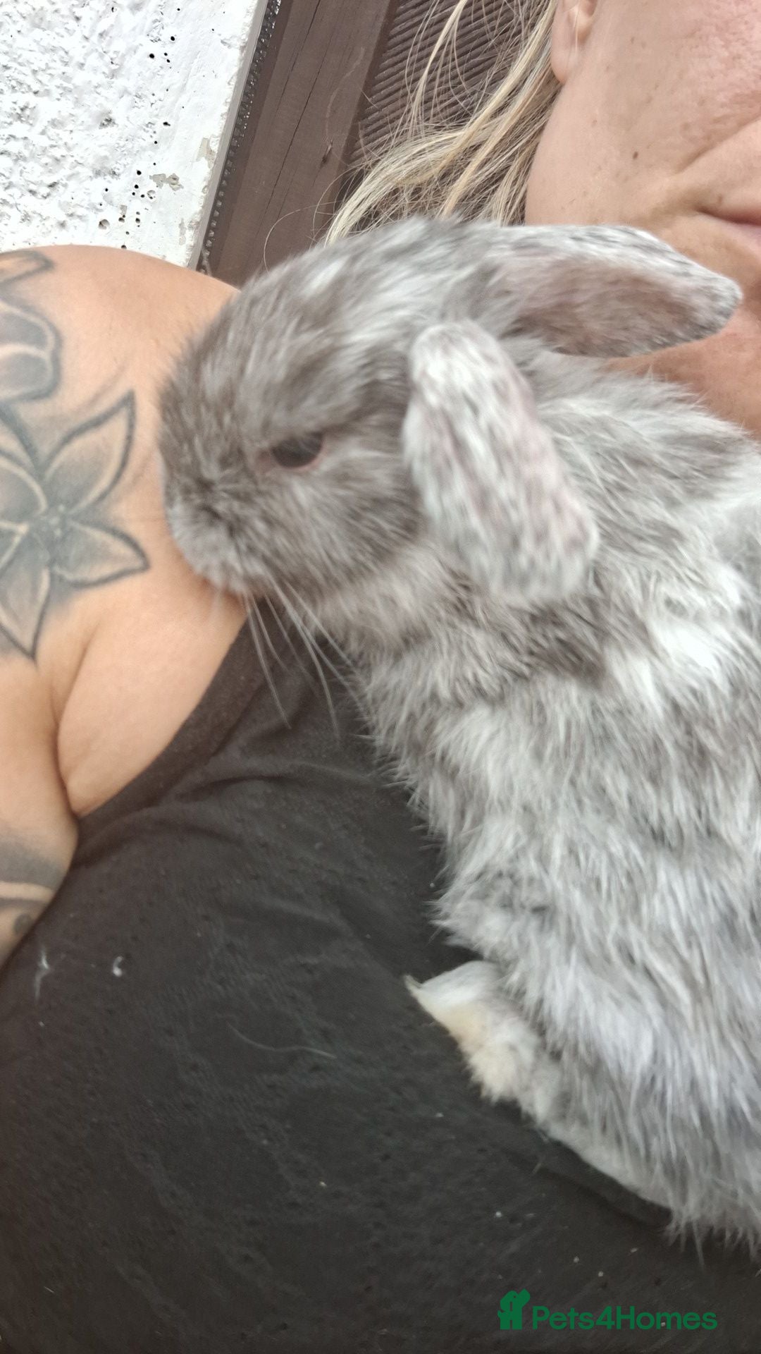 Mini Lop rabbits Mini lop babies  - Advert 1