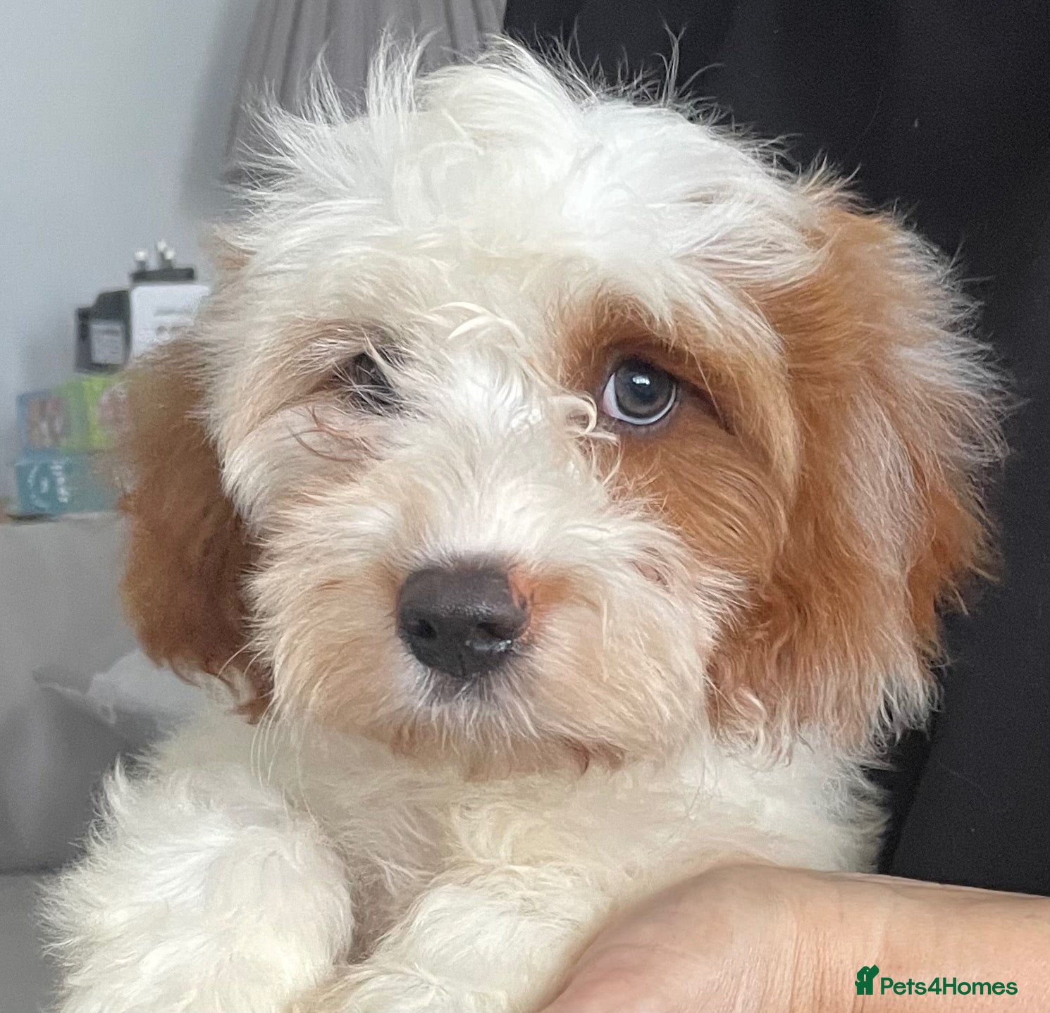 Cavapoo dogs 🐩🐶🐾FULLY HEALTH CLEAR F1 CAVAPOO🐾🐶🐩  - Advert 13