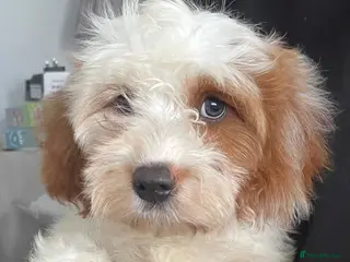 Cavapoo dogs 🐩🐶🐾FULLY HEALTH CLEAR F1 CAVAPOO🐾🐶🐩 - Advert 13