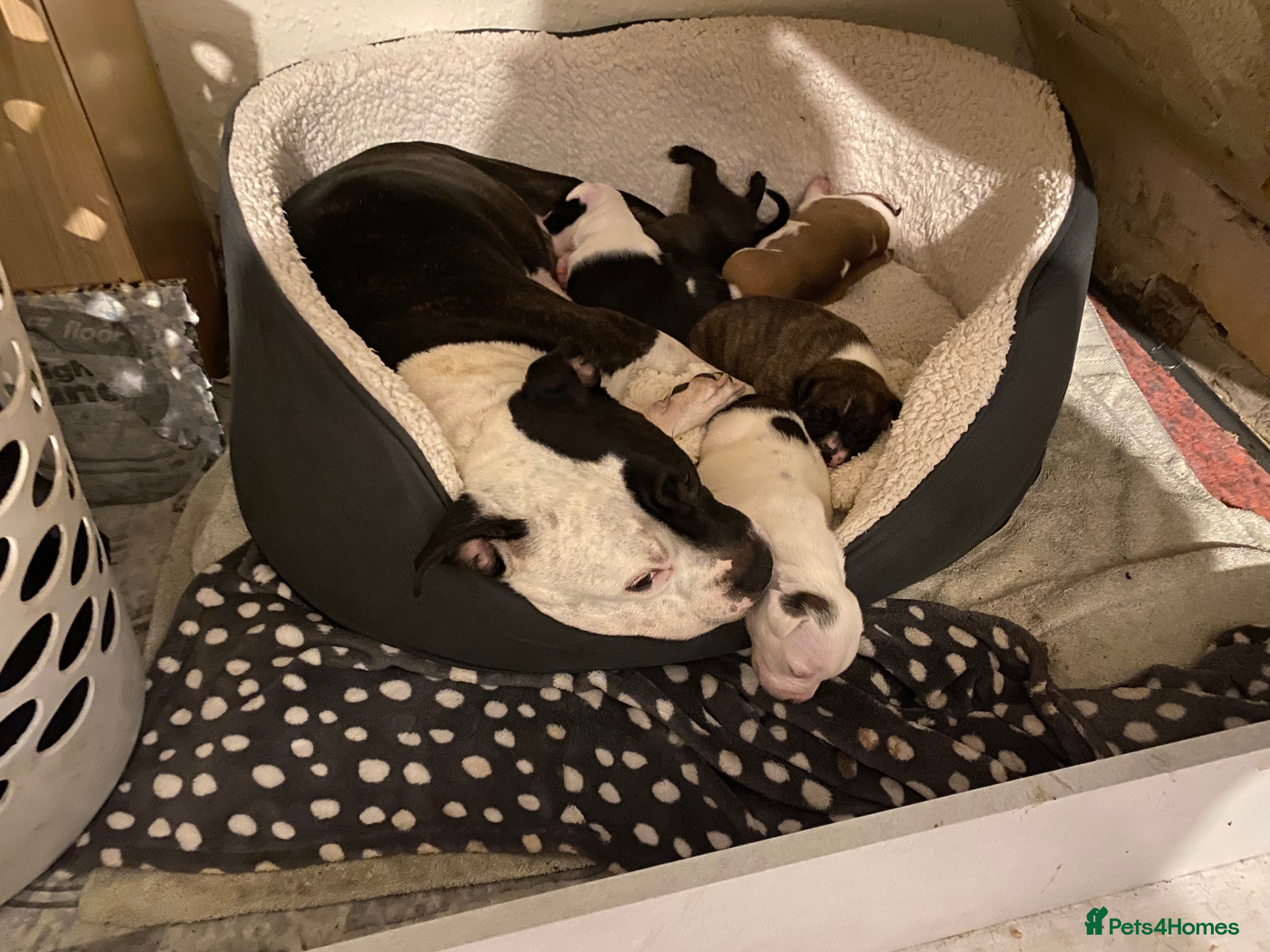 Staffordshire Bull Terrier dogs Staffy puppy - Advert 1