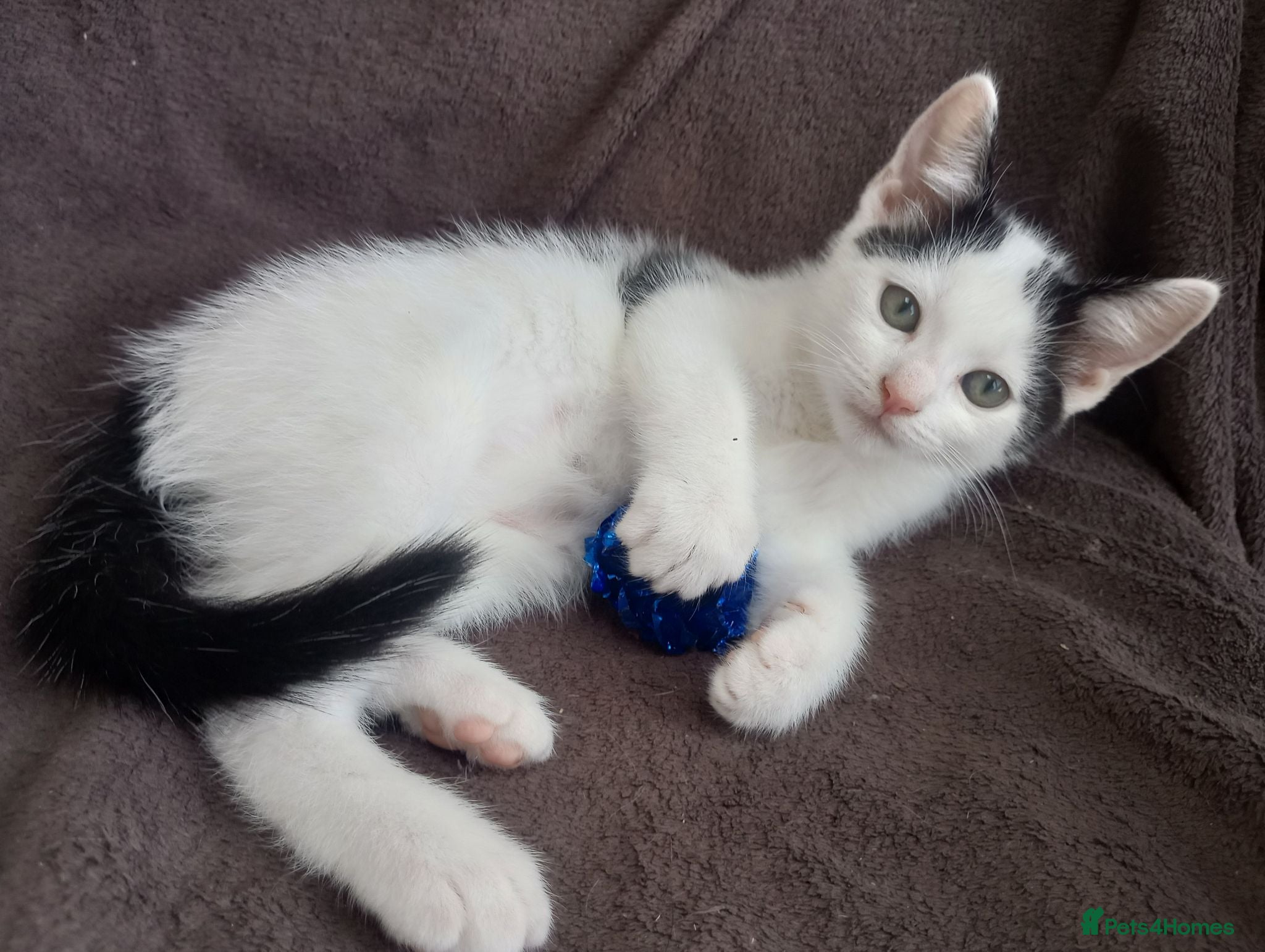 Ragdoll cats Adorable Ragdoll/Chinchilla Persian kitten  - Advert 4