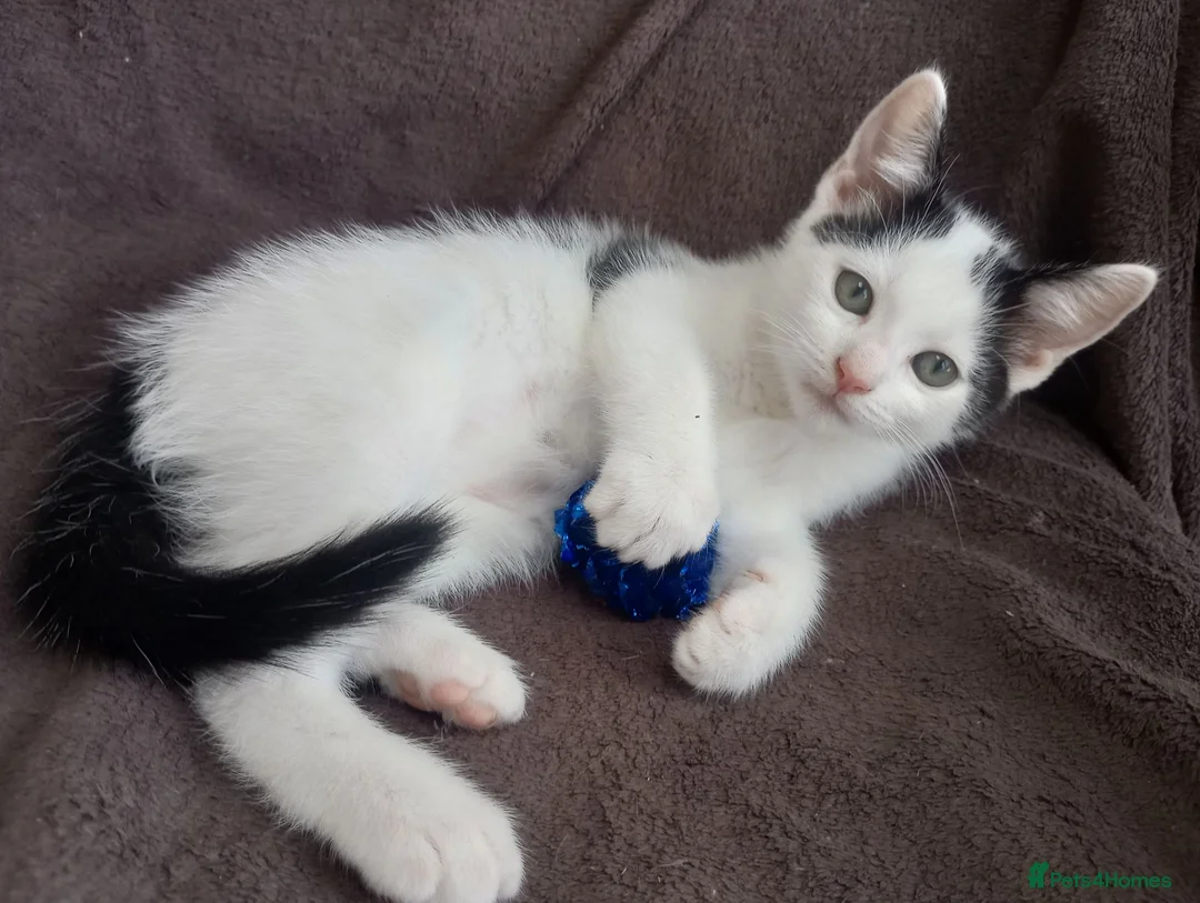 Ragdoll cats for sale: Adorable Ragdoll/Chinchilla Persian kitten  - Advert 1
