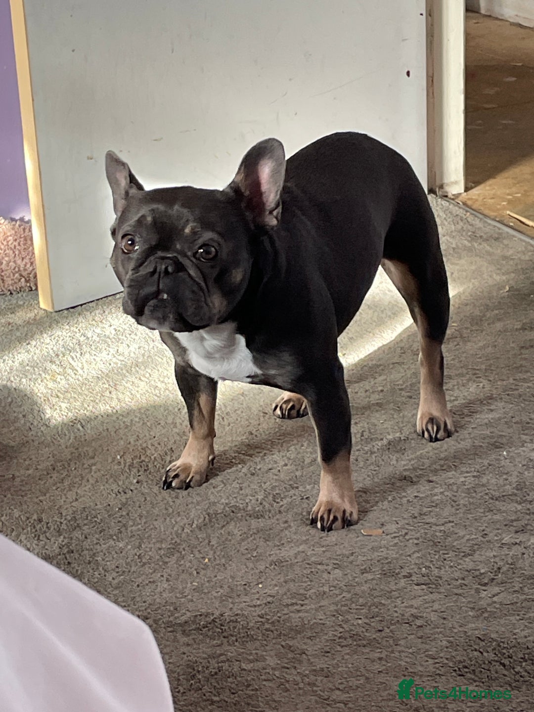 French Bulldog dogs for sale: Kc registered 12 week old French. Bulldogs  - Image 33