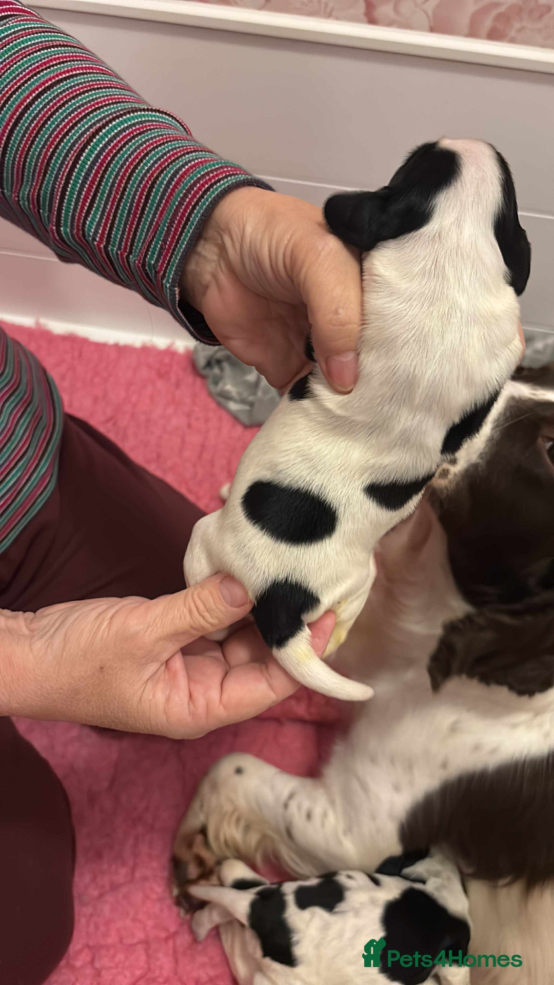 Sprocker dogs for sale: Adorable F1 Sprocker Spaniel Babies.  - Advert 24