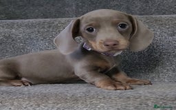 Miniature Dachshund dogs for sale: 🩷1 PETITE BABY LEFT💜READY TODAY HAD BOTH JABS 🩷 in Chorley - Image 7