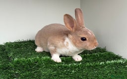 Rex rabbits for sale: Mini Rex's available soon - Image 3