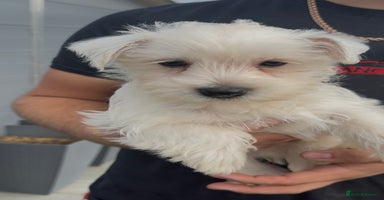 West Highland Terrier dogs - Advert 1