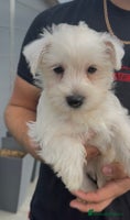 West Highland Terrier dogs - Advert 1