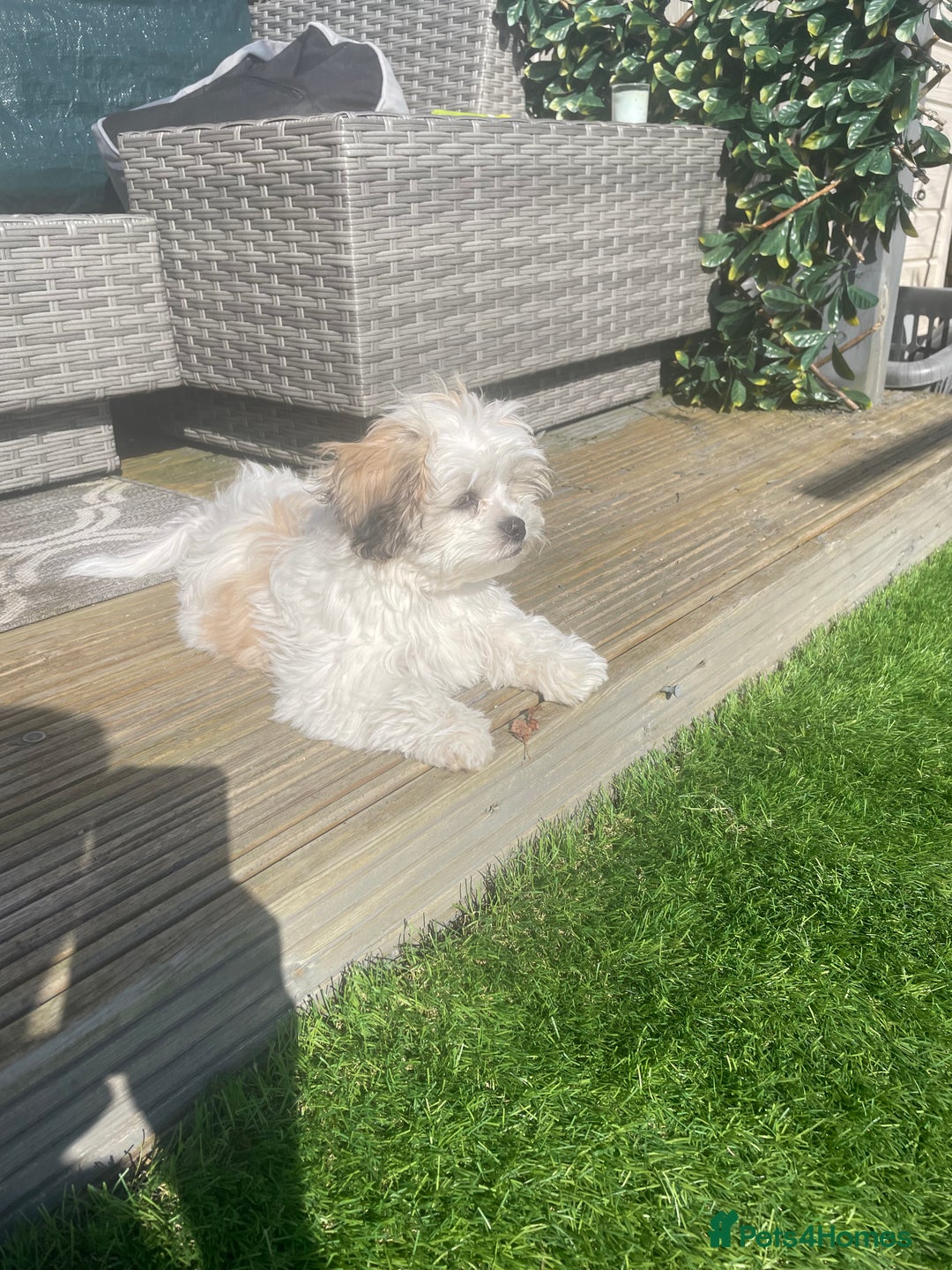 Malshi dogs for sale: Adorable 8 month old Malshi Puppy for Sale - Image 7
