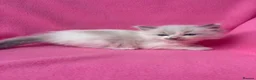 Ragdoll cats for sale: 5 Beautiful Fluffy Ragdoll Kittens  - Advert 3