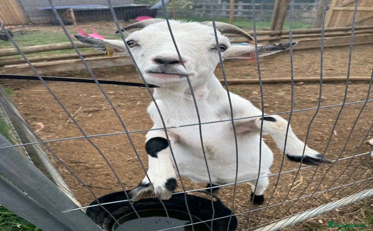 Goats livestock - Advert 1