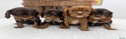 Cavalier King Charles Spaniel dogs for sale: Choc & Ruby Cavaliers E ** tensively Health Tested in Romford - Advert 8