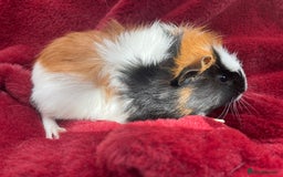 Guinea Pig rodents for sale: Boy Guinea Pigs  - Image 6