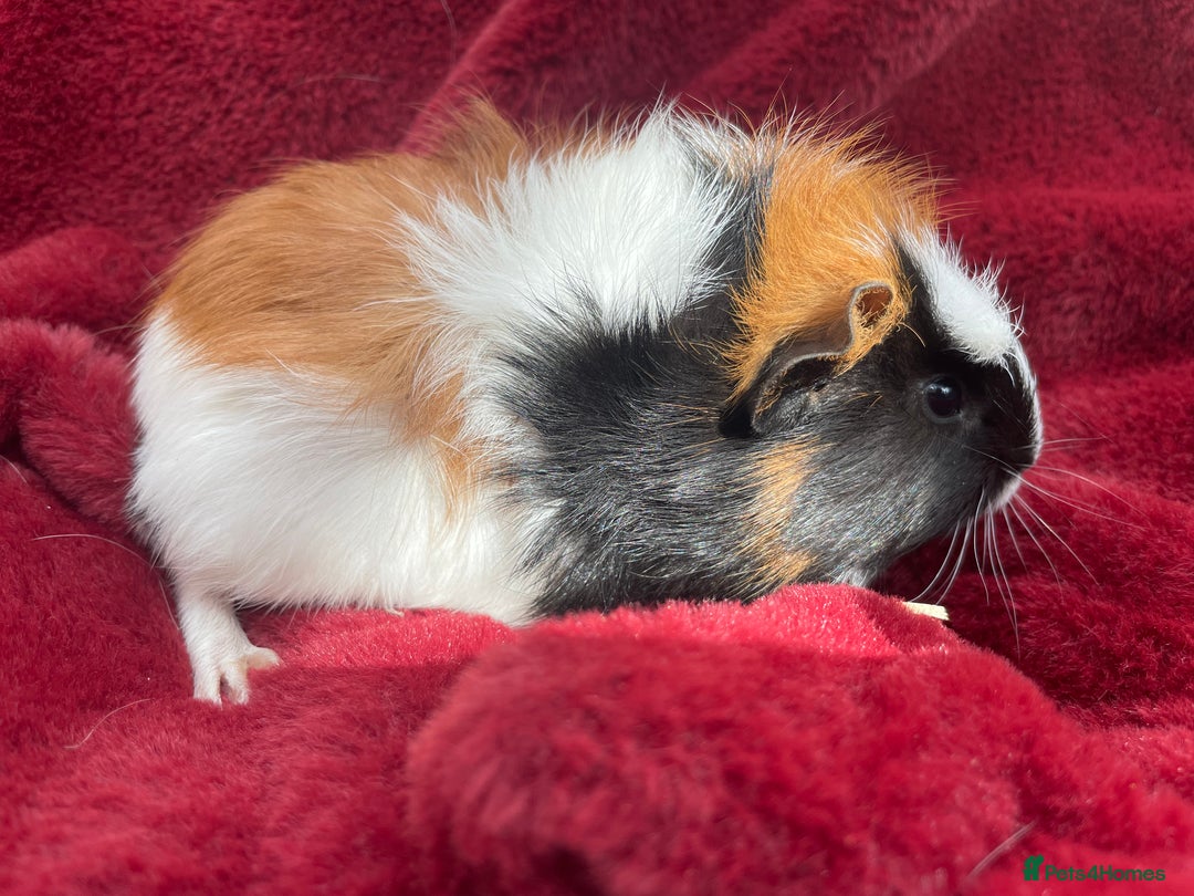 Guinea Pig rodents for sale: Boy Guinea Pigs  - Image 6