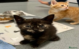 Mixed Breed cats for sale: 4 Adorable Kittens  - Image 8