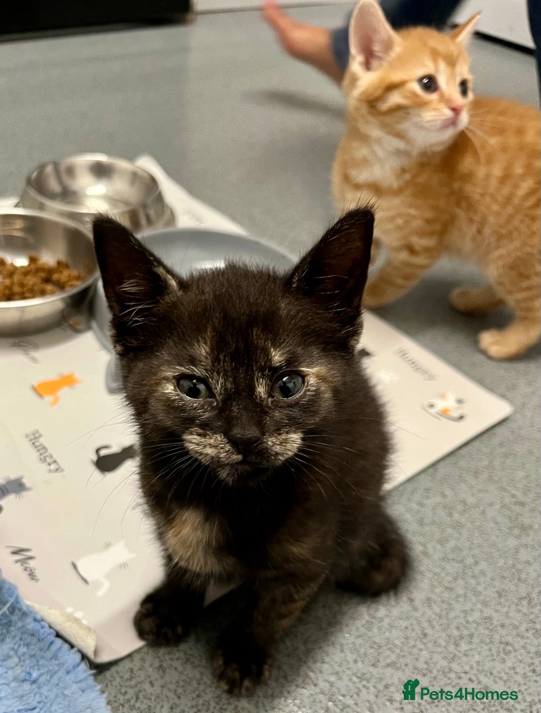 Mixed Breed cats for sale: 4 Adorable Kittens  - Image 8