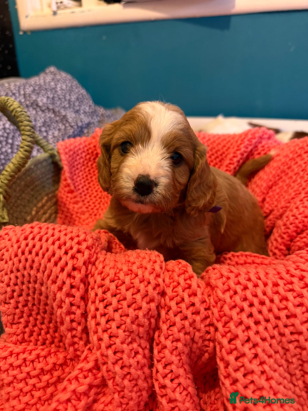 Cavapoo dogs for sale: Premium DNA Health Tested F1 Cavapoo Puppies - Advert 8