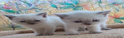 British Shorthair cats for sale: Stunning BSH Blue eyed Colour Point Kittens - Advert 9