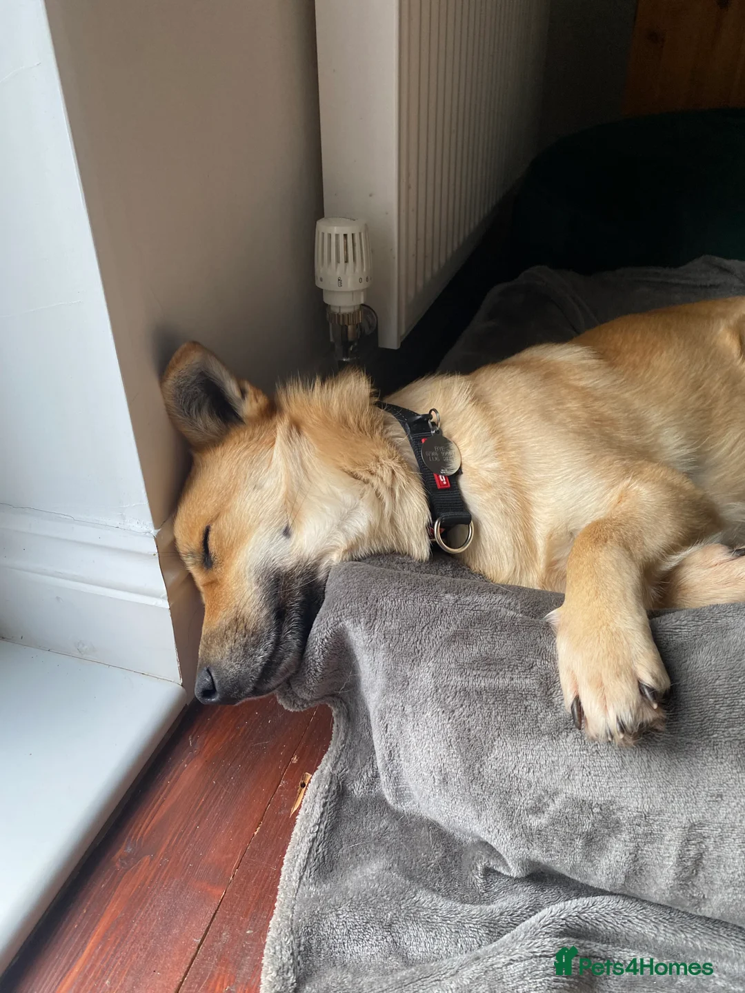 Mixed Breed dogs for sale: Currently in Foster - Eddie  - Advert 3
