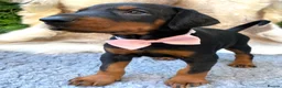 Dobermann dogs for sale: KC REG HEALTH TESTED EUROPEAN DOBERMAN PUPPIES - Advert 23