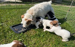 Jack Russell dogs for sale: Jack Russell puppies - Image 7