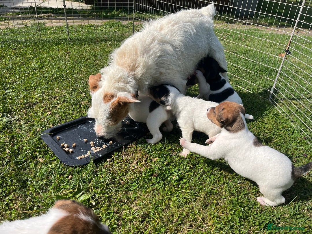 Jack Russell dogs for sale: Jack Russell puppies - Image 7
