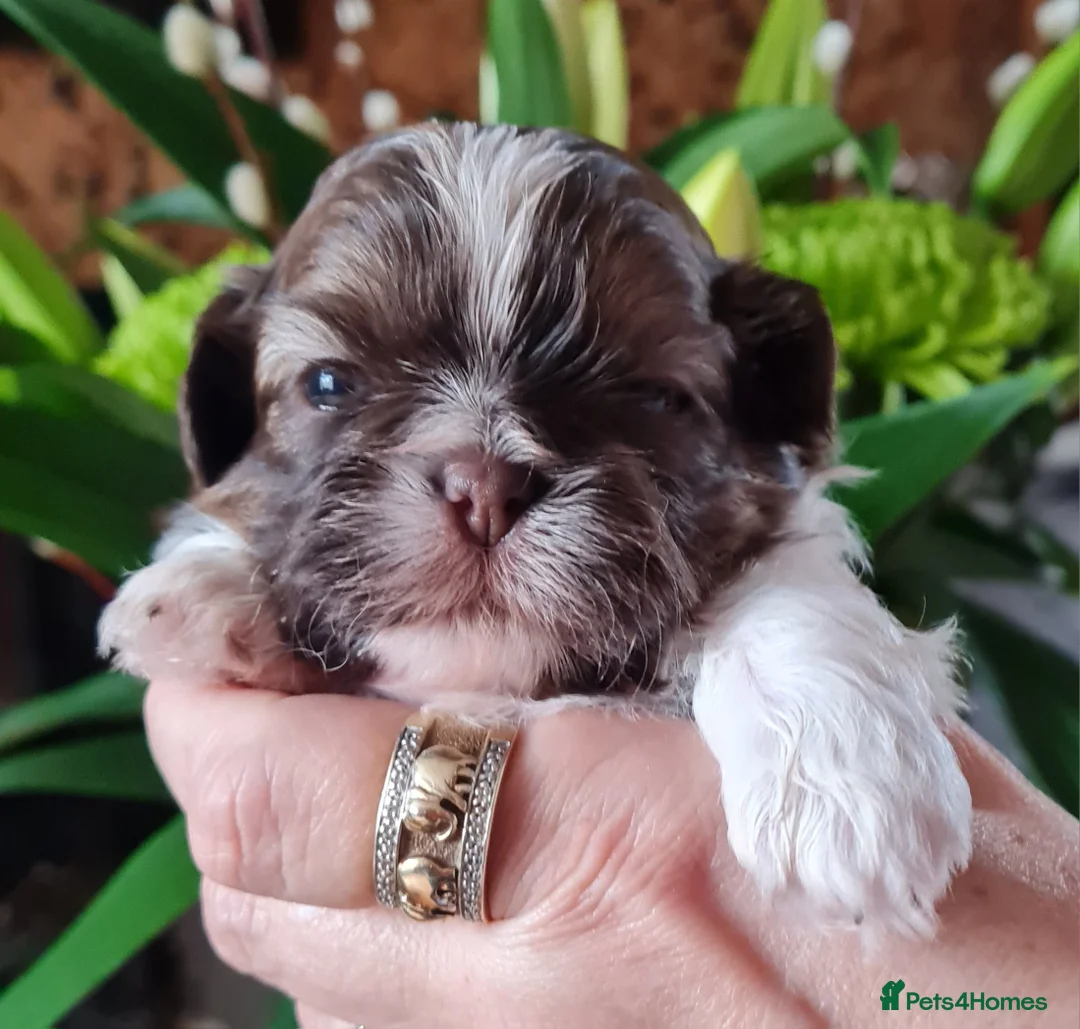 Shih Tzu dogs for sale: Imperial Shih Tzu female, 22 months KC registered. - Advert 29