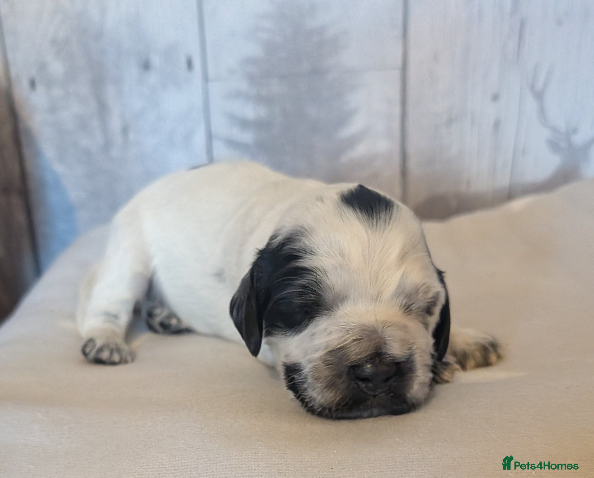 Cocker Spaniel dogs for sale: Beautiful cocker spaniel puppies  - Advert 23