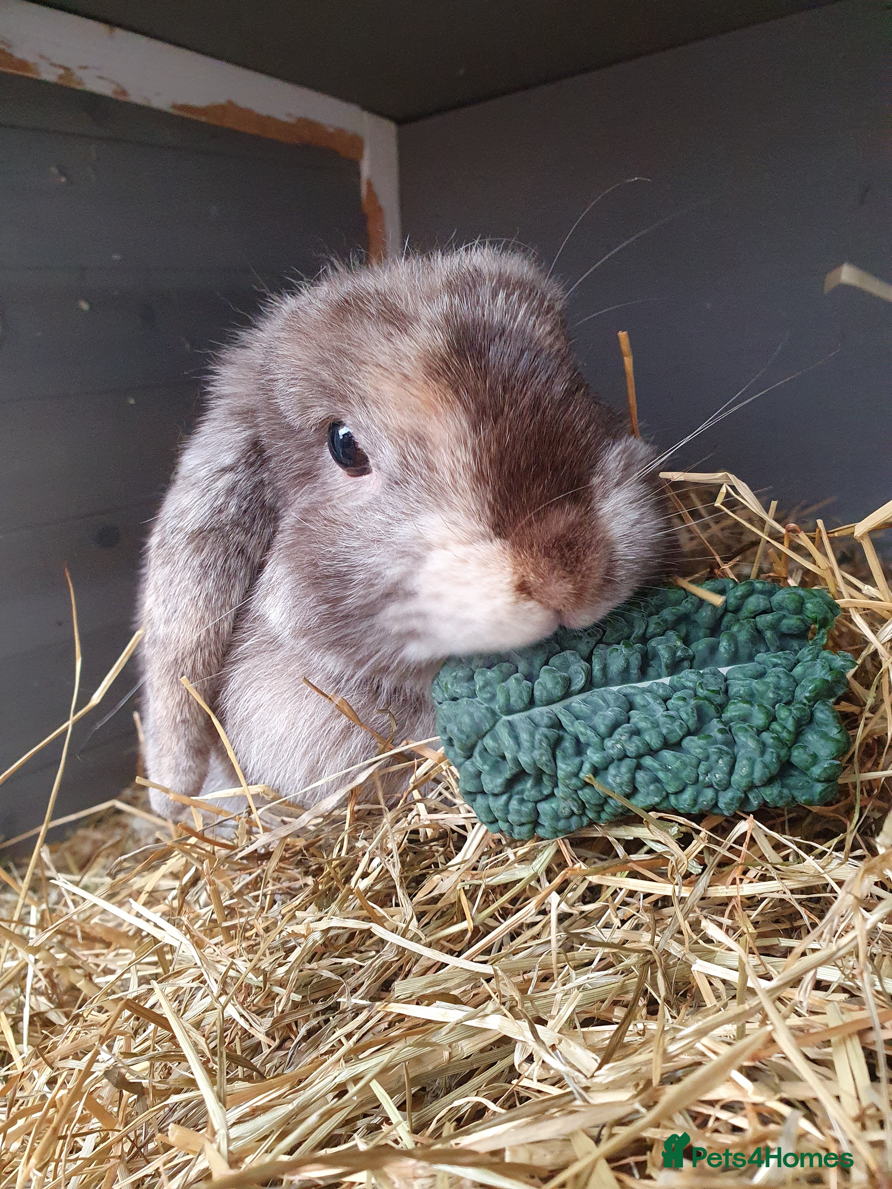 Mini Lop rabbits Spayed/neutered rabbits for adoption VAC rhd2 - Advert 4