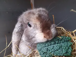 Mini Lop rabbits Spayed/neutered rabbits for adoption VAC rhd2 - Advert 4