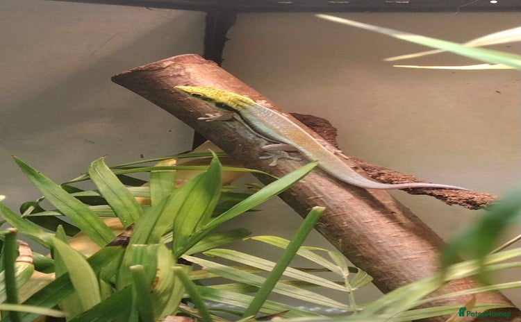 Gecko reptiles - Advert 12