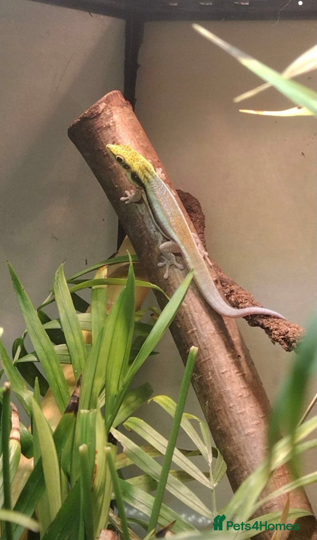 Gecko reptiles for sale: Male Yellow Headed Neon Day Gecko  - Image 1