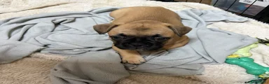 French Bulldog 5