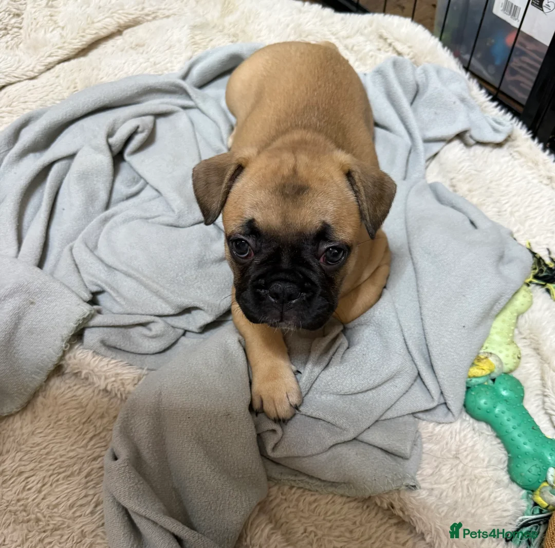 French Bulldog dogs for sale: French Bulldog Puppies - Advert 2