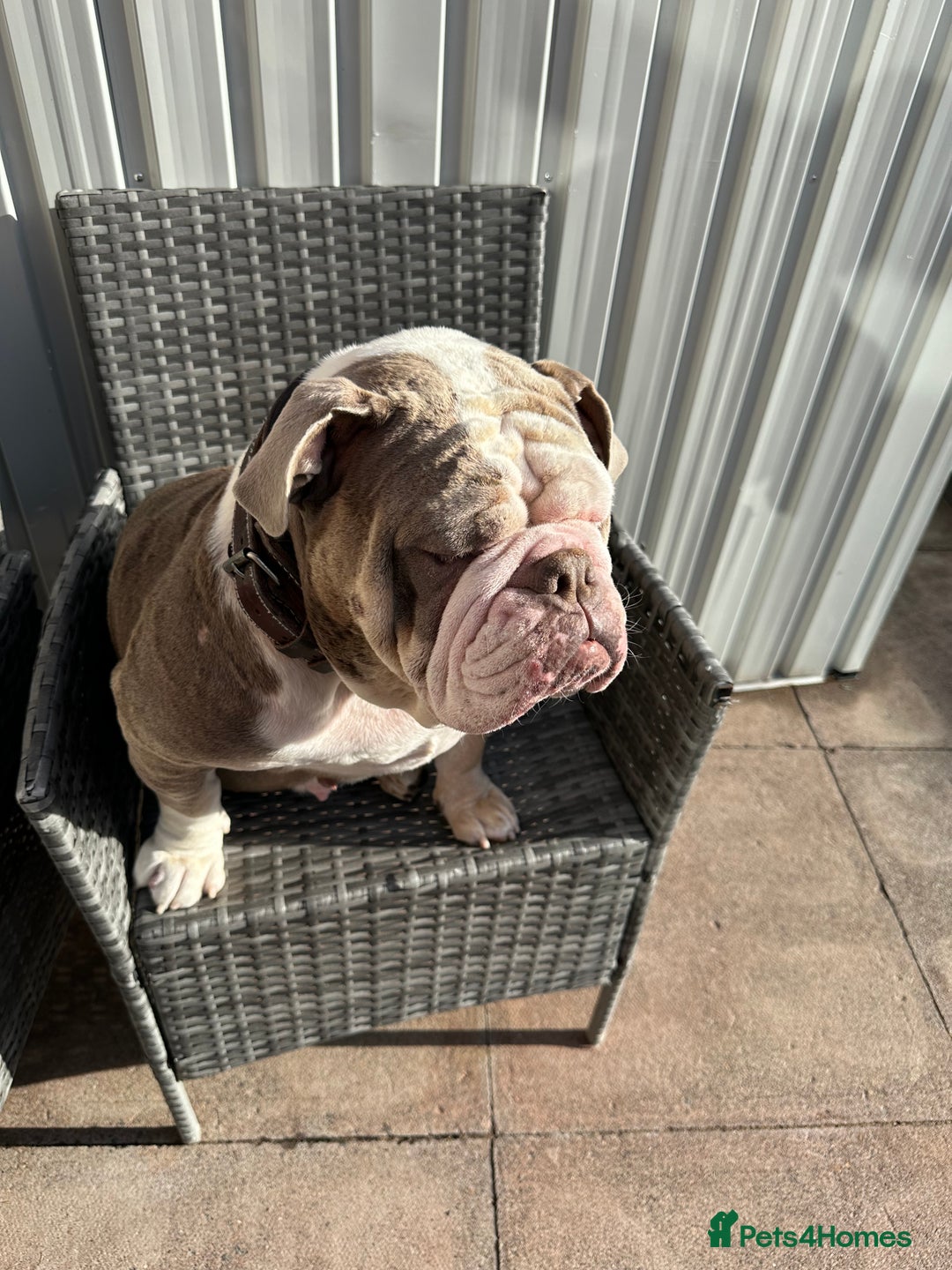 Olde English Bulldogge dogs for sale: 2 male gorgeous olde English Bulldogs - Advert 10