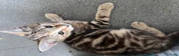 Mixed Breed cats for sale: 7 Stunning Mixed Breed Turkish Angora kittens - Advert 6