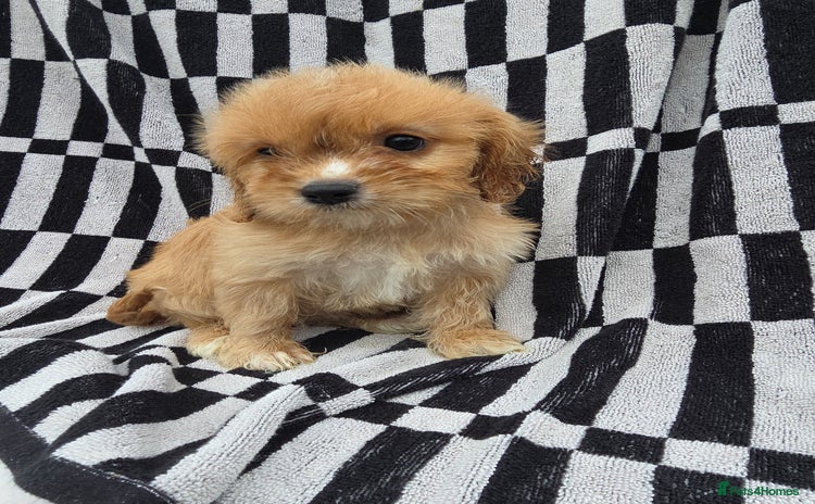 Cavapoo dogs - Advert 7