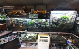 Gecko reptiles for sale: Geckos Fish Frogs full setups - Image 4