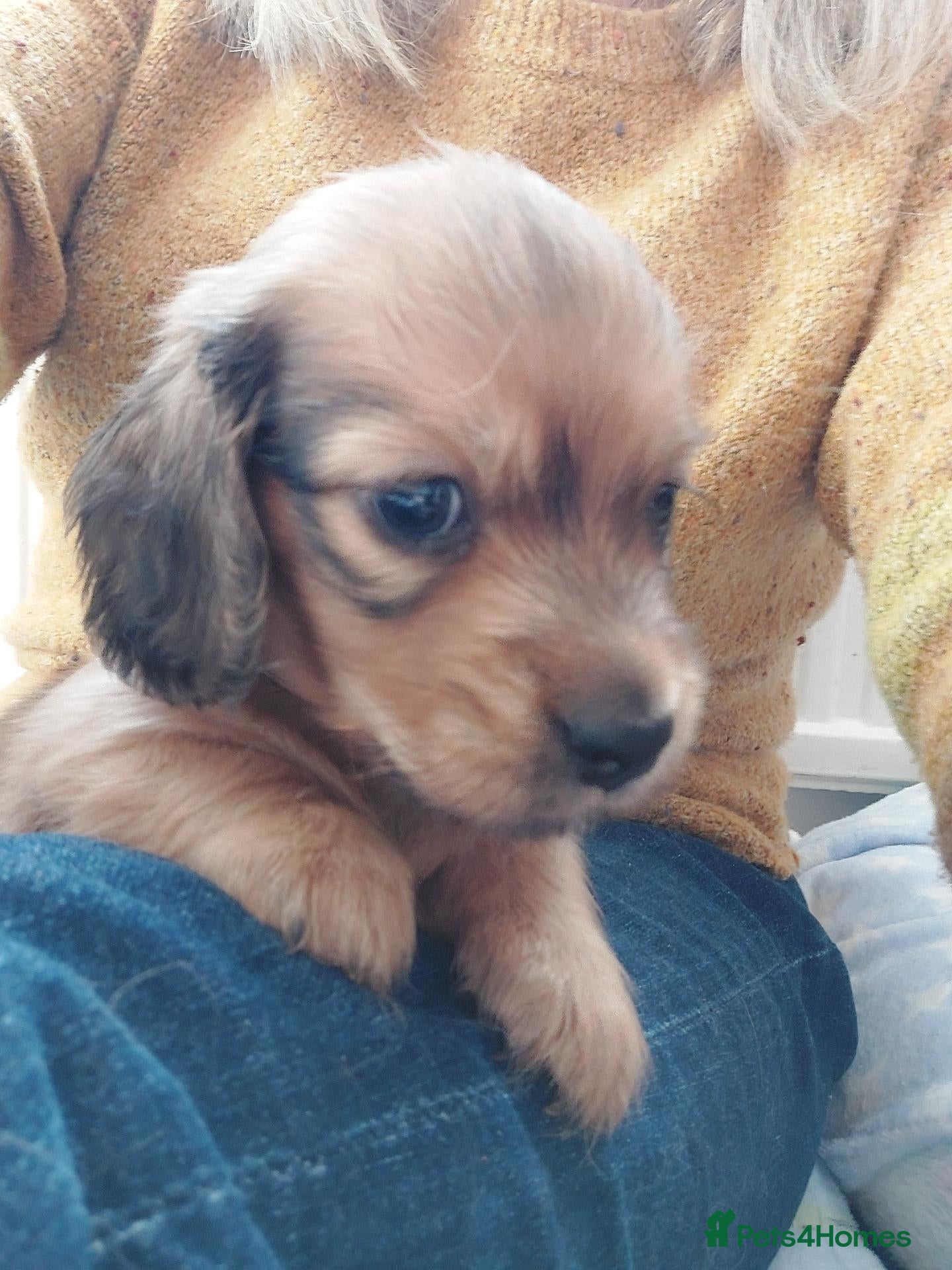 Miniature Dachshund dogs for sale: PEDIGREE MINI LONG HAIRED DACHSHUNDS PICS COMING - Advert 1