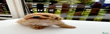 Poochon Puppy Female 2