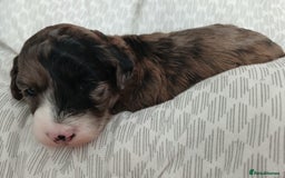 Miniature Poodle dogs for sale: Poodles - Image 3