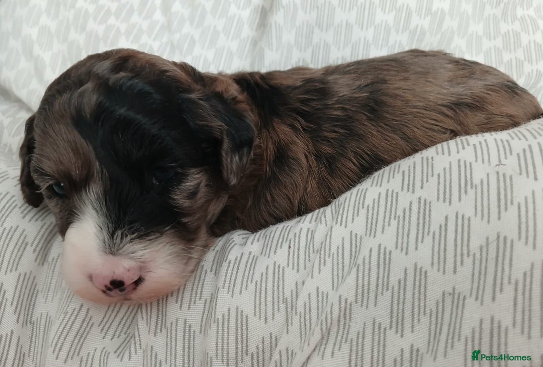 Miniature Poodle dogs for sale: Poodles - Image 3