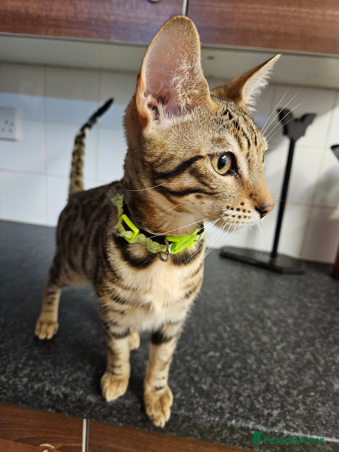 Bengal cats for sale: Silver/ mink bengals kittens  - Advert 19